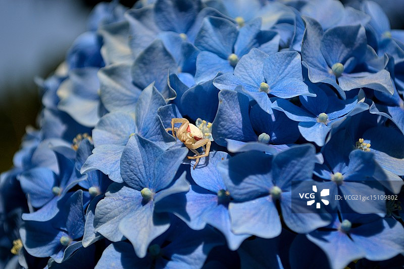 金色花蟹蛛图片素材