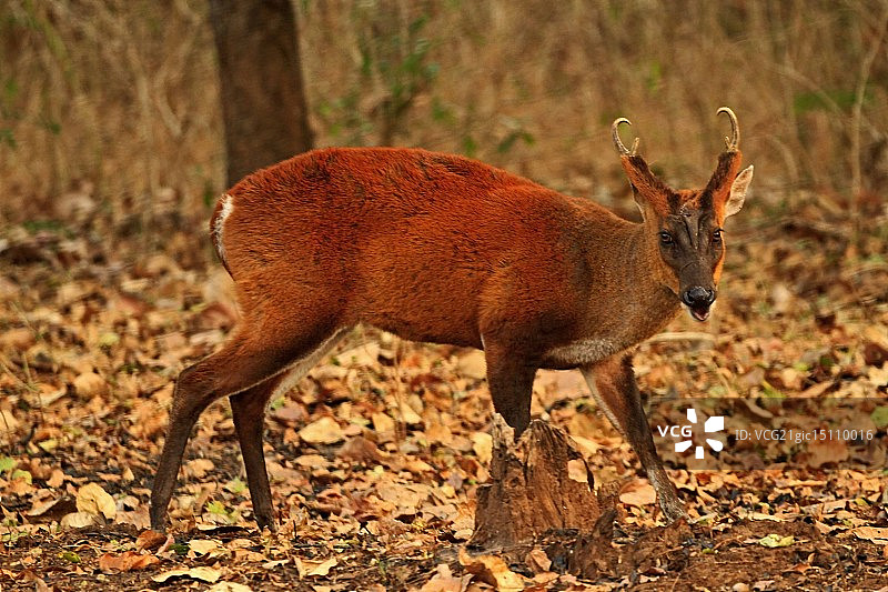 雄性赤麂图片素材