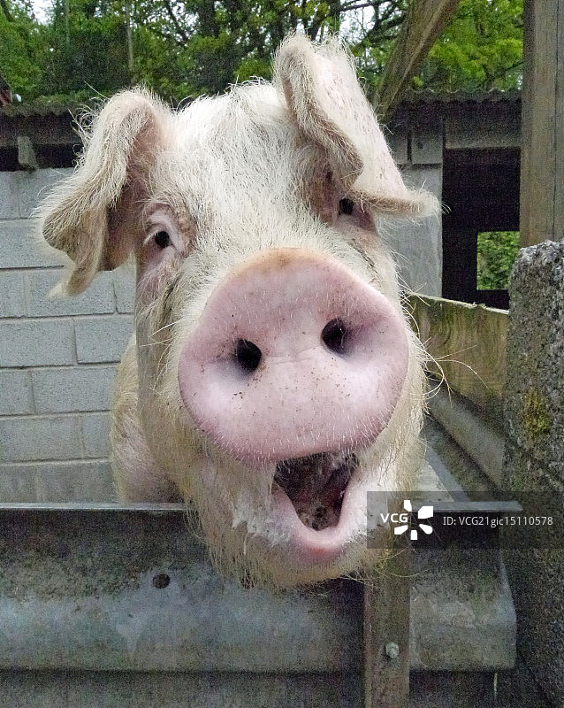 新木乃伊图片素材