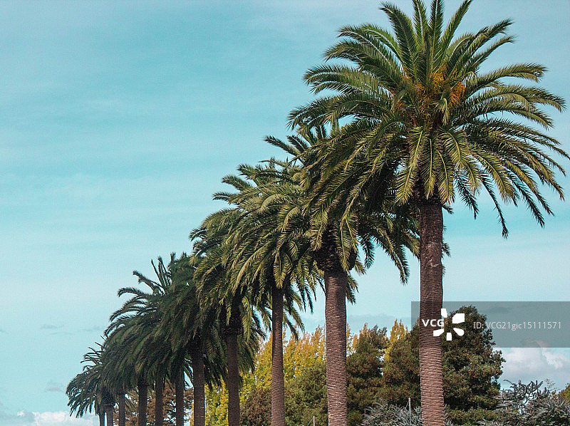 埃默里维尔棕榈树图片素材