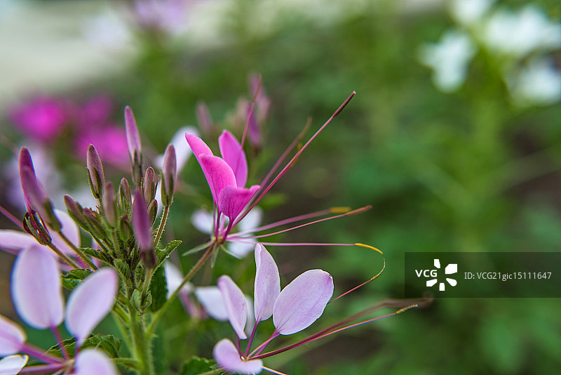 紫 ক্লeoমে图片素材