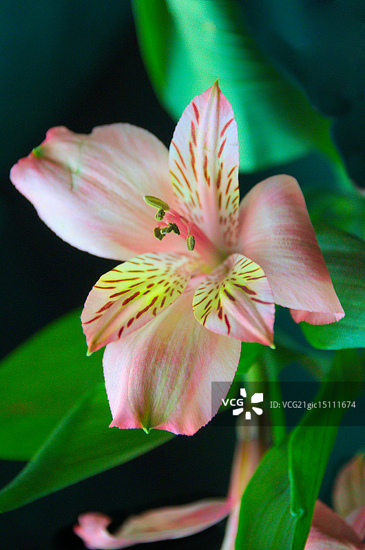 粉色老虎百合图片素材