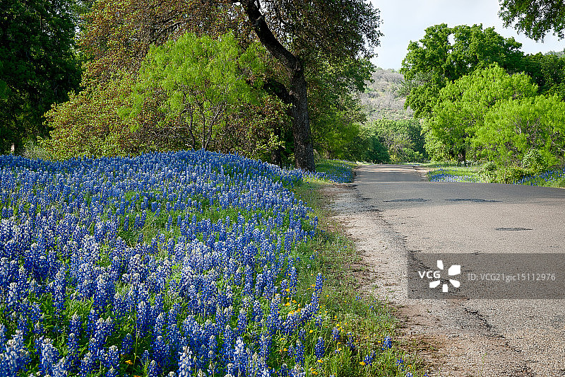 小路上的蓝帽花图片素材