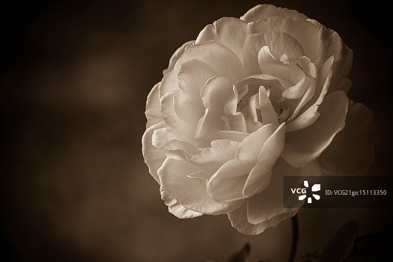 棕褐色玫瑰图片素材