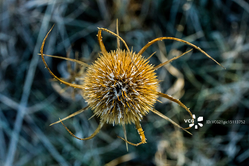 在蓟草丛生的某个地方图片素材