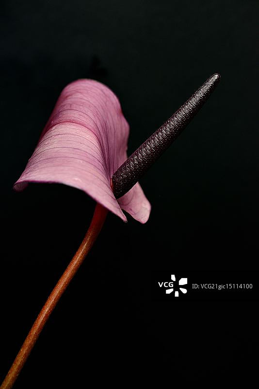 紫色红掌图片素材