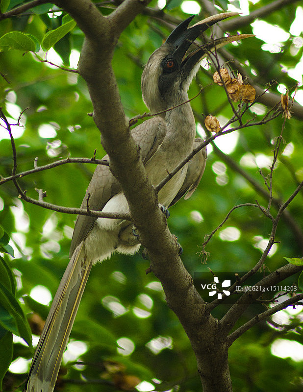 印度灰犀鸟（雄性）图片素材