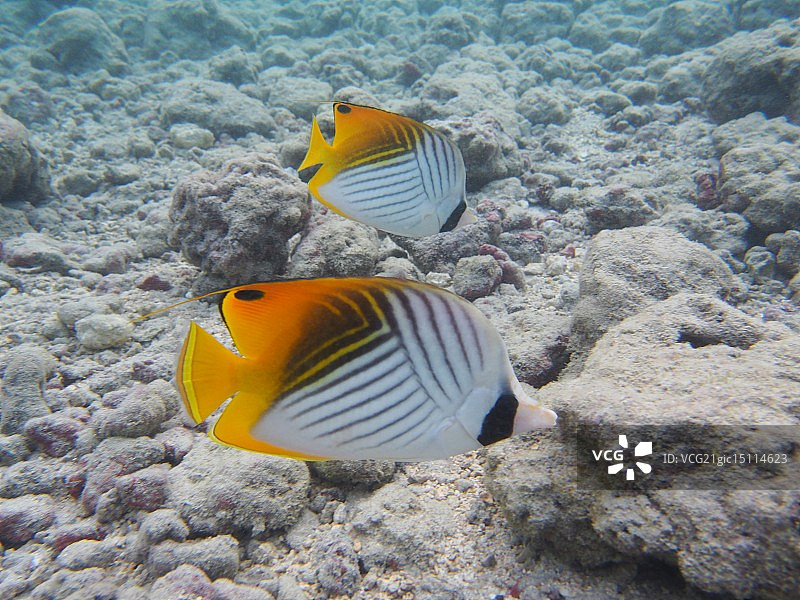 奥林巴斯数码相机图片素材