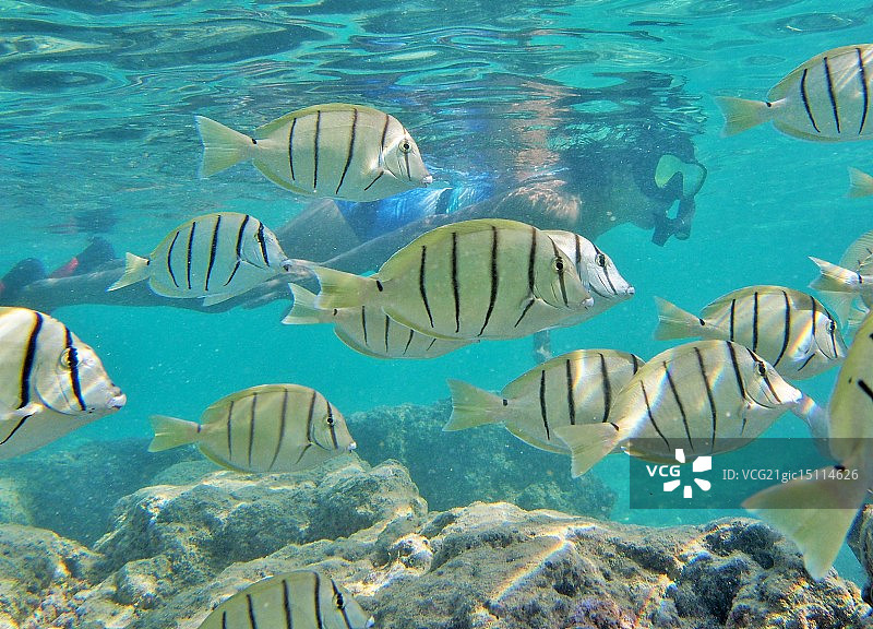 哈瑙玛湾浮潜图片素材