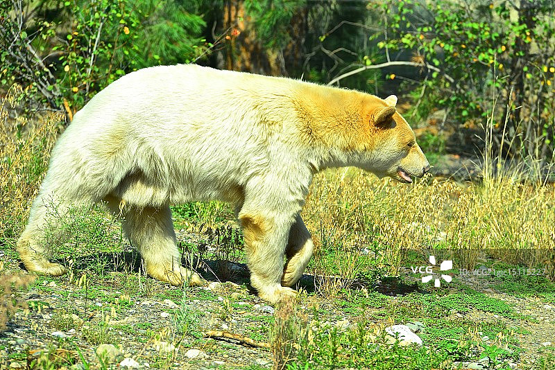 柯莫德熊图片素材