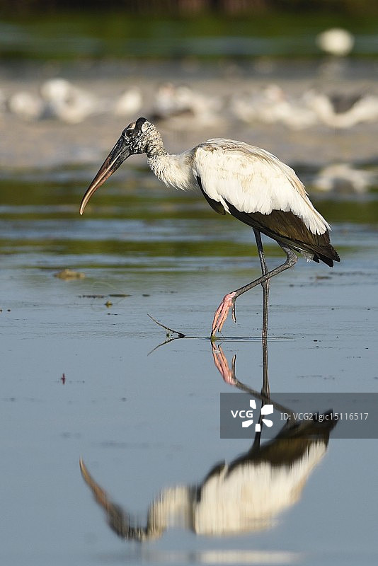 木头鹳图片素材