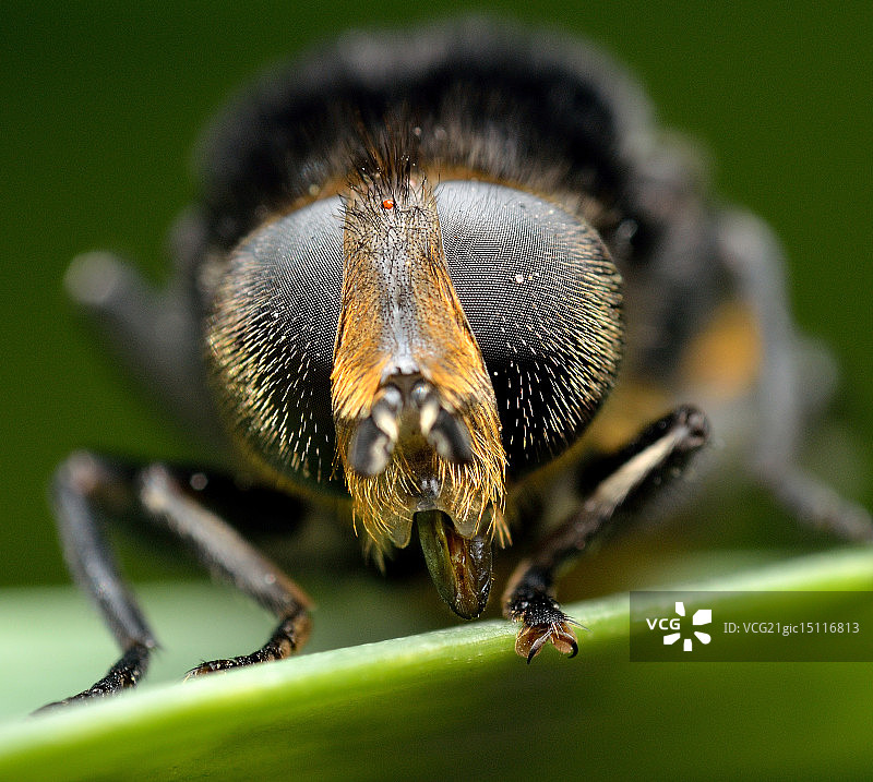 蜂虻特写图片素材