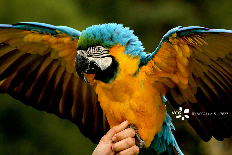 蓝色和黄色金刚鹦鹉图片素材