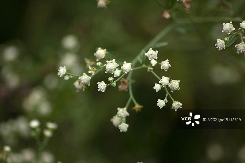 满天星图片素材