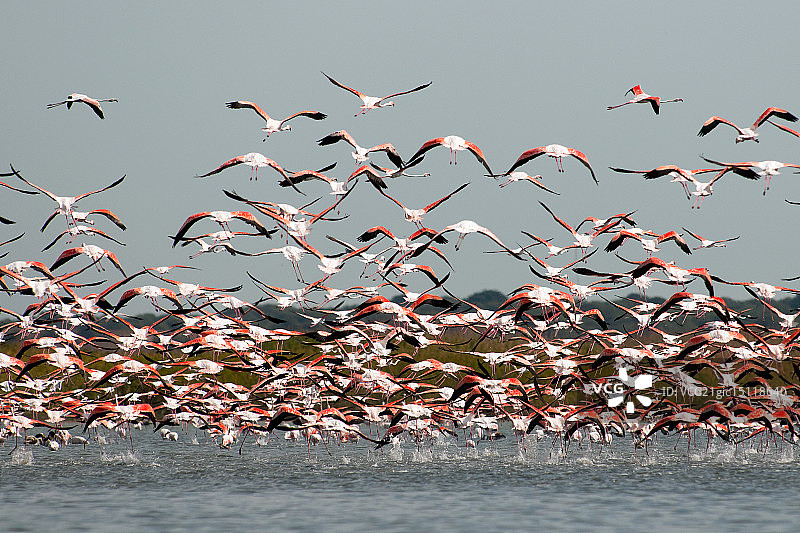 火烈鸟图片素材
