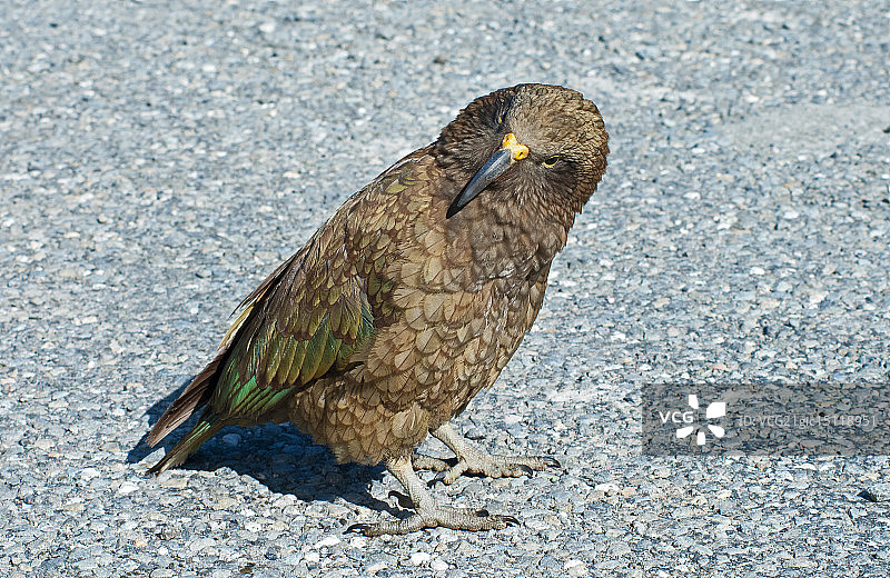 亚瑟通道国家公园新西兰鹦鹉图片素材