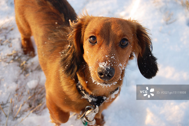 雪地上的红色迷你腊肠犬图片素材