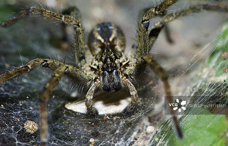 狼蛛图片素材