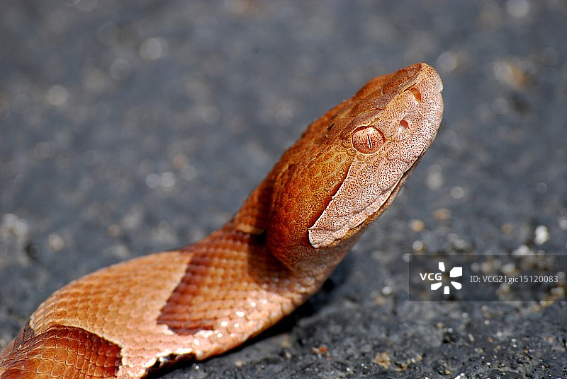 铜头蛇肖像图片素材