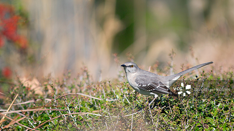 模仿鸟图片素材