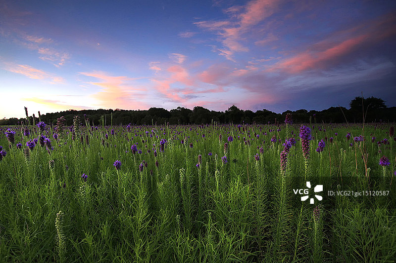 切诺基草原 - 查尔斯顿，阿肯色州图片素材
