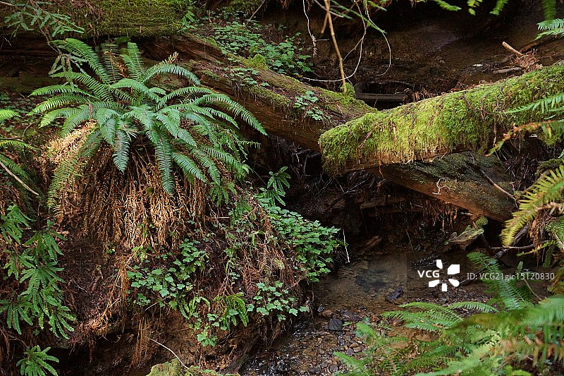 张伯伦溪红杉林图片素材