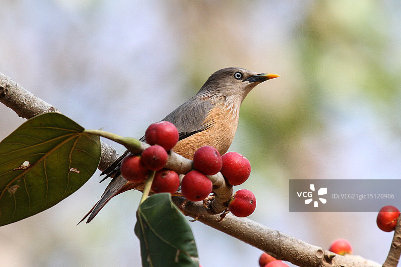 栗树八哥图片素材