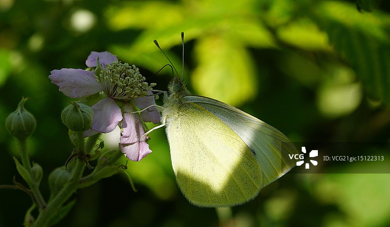 小白蝶图片素材
