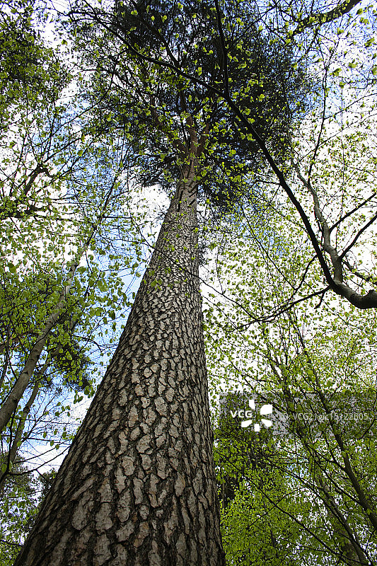 欧洲赤松图片素材