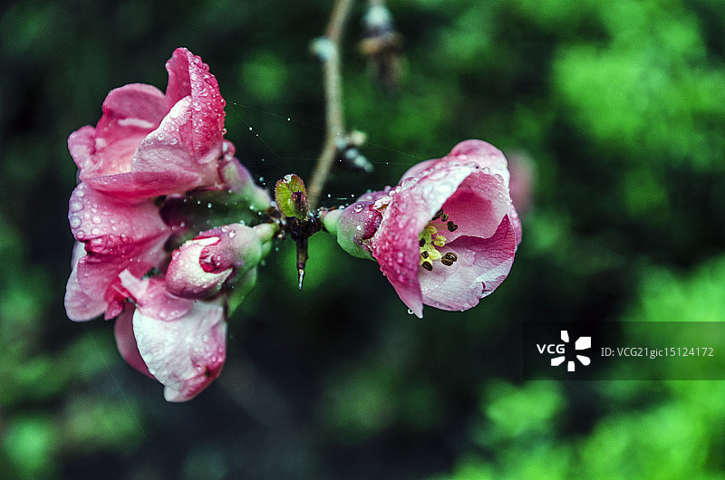 粉红色的图片素材