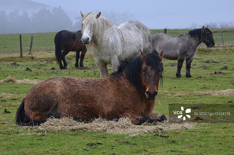 布莱尔城堡的马图片素材