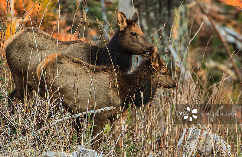 罗斯福麋鹿母牛和小牛互相梳理毛发图片素材