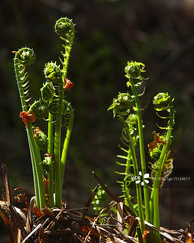 自然环境下的蕨菜图片素材