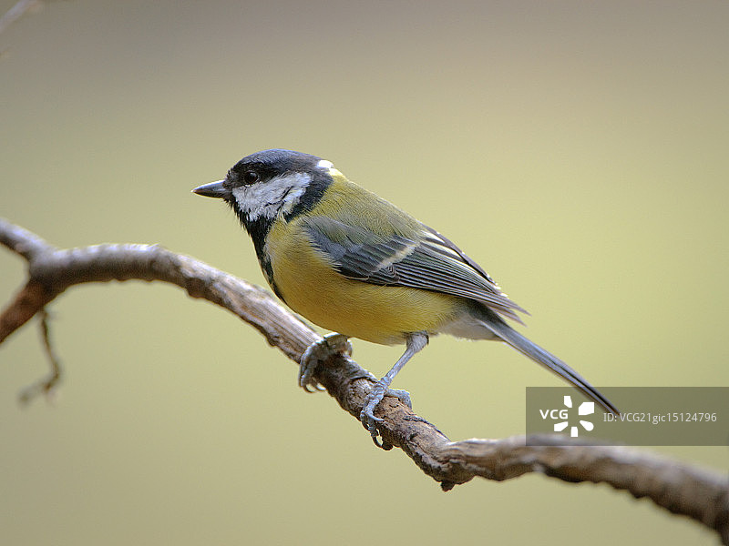 大山雀图片素材