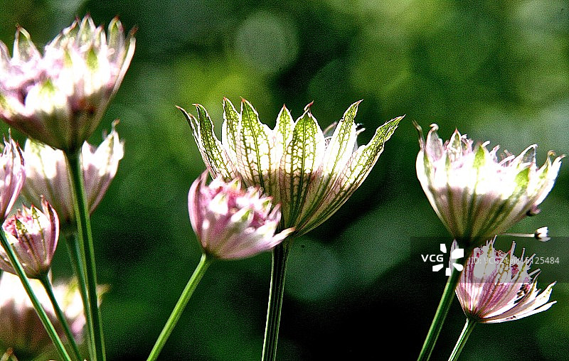 大星芹图片素材