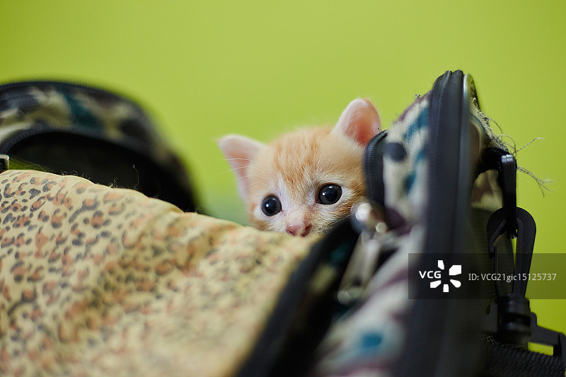 好奇的图片素材