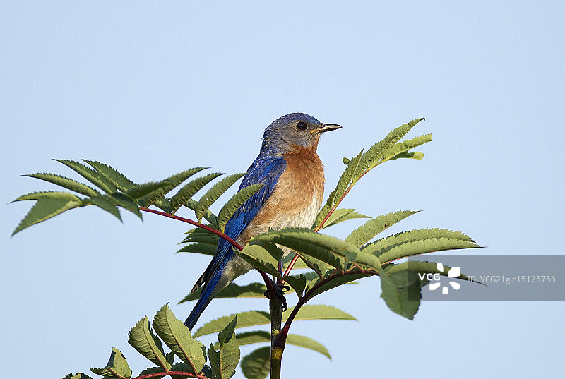 灰树上的蓝知更鸟图片素材