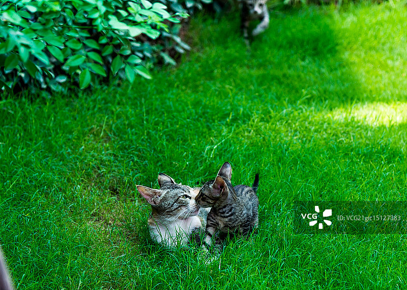 你好凯蒂猫图片素材