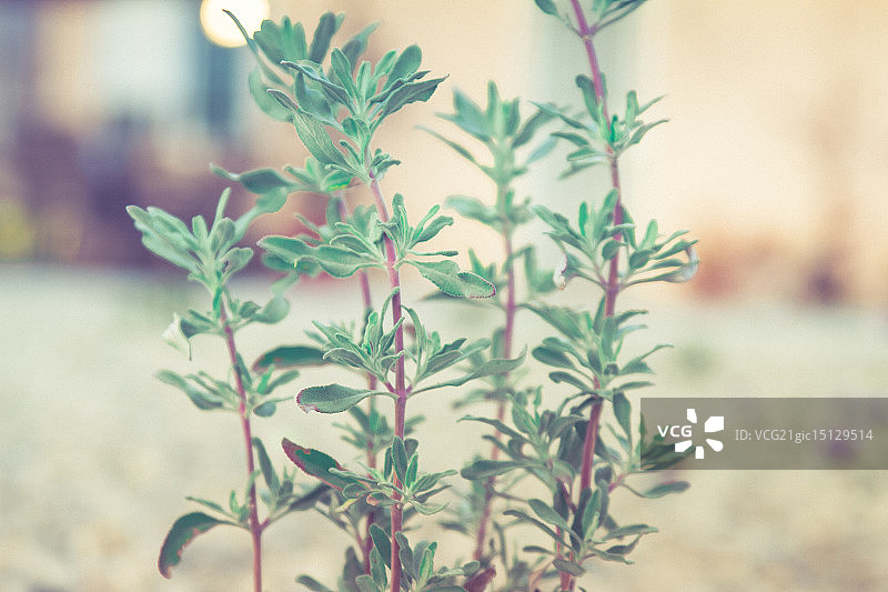 百里香图片素材