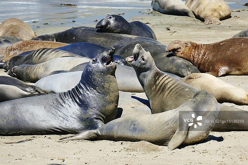 圣西蒙的象海豹图片素材