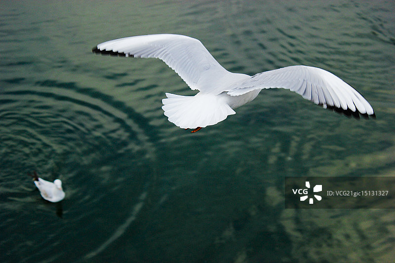 两只海鸥图片素材