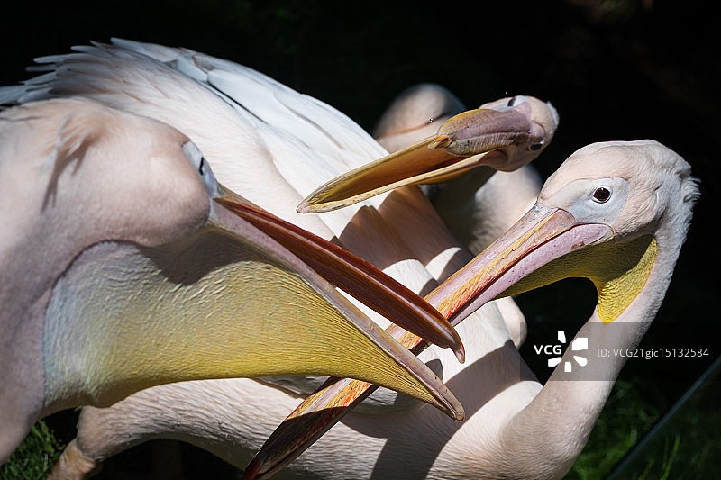 东方白鹈鹕图片素材