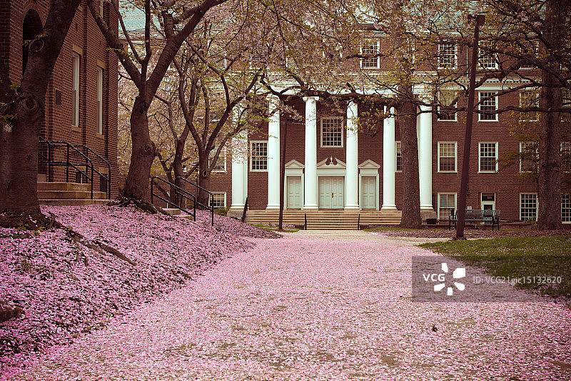 马里兰大学校园内的樱花图片素材