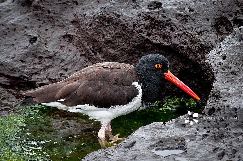 加拉帕戈斯蛎鹬图片素材
