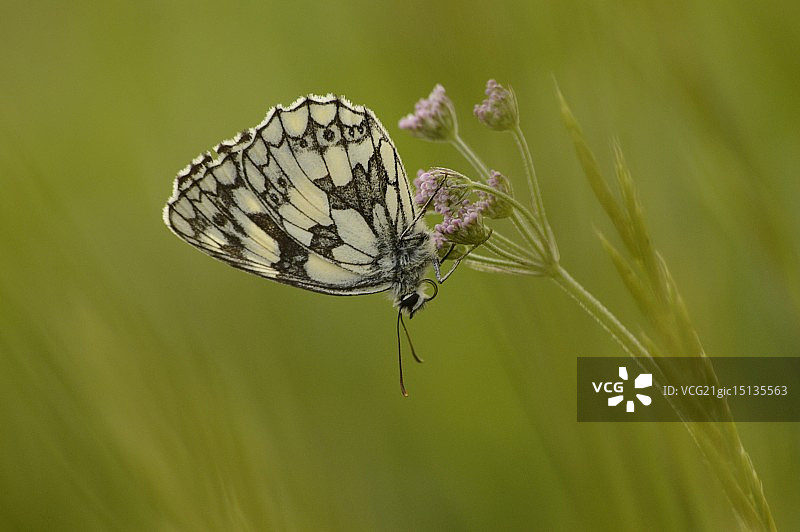 大理石白蝴蝶图片素材