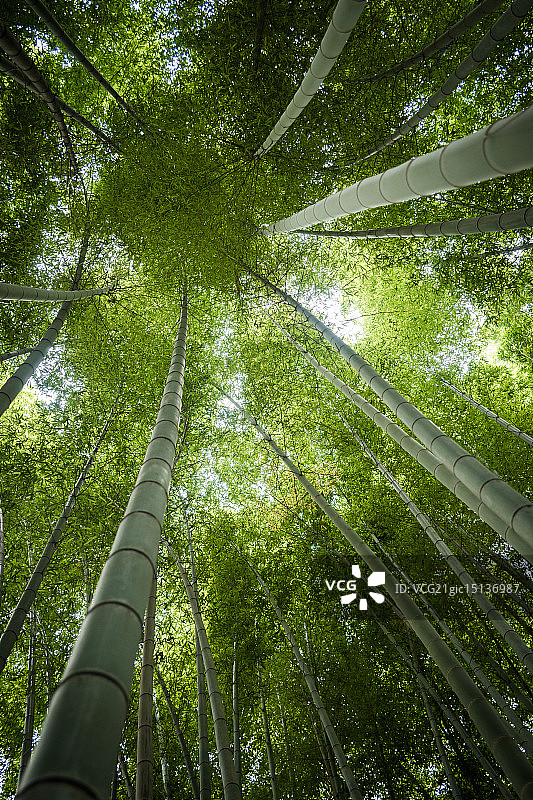 竹林图片素材