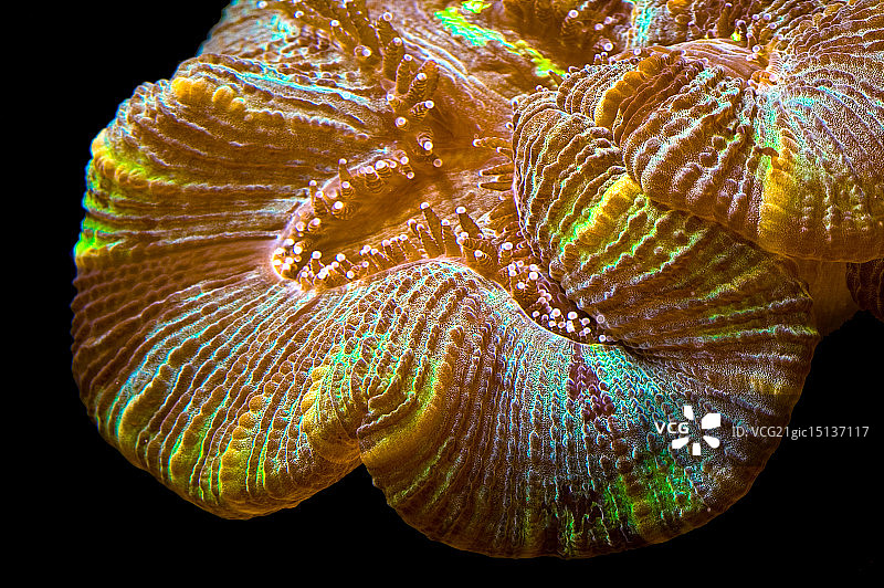 脑珊瑚图片素材