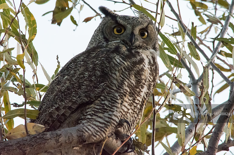 克拉马斯盆地大角猫头鹰图片素材