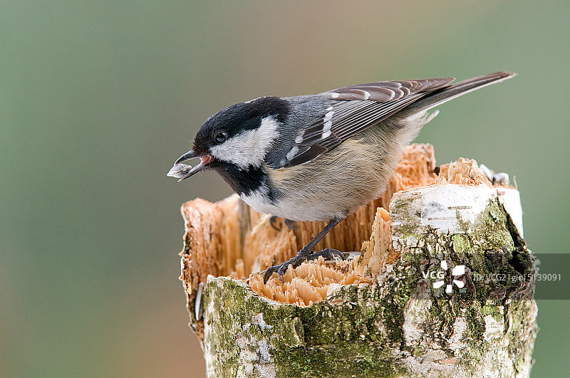 沼泽山雀图片素材