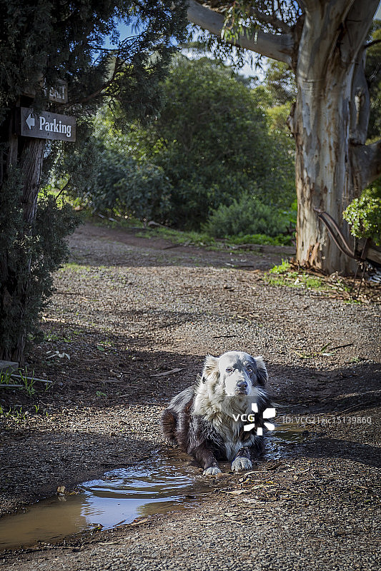 酒庄看门犬图片素材